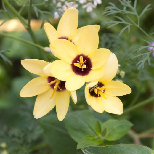 Bulbi de Ixia "Yellow Emperor", 3 Bucati