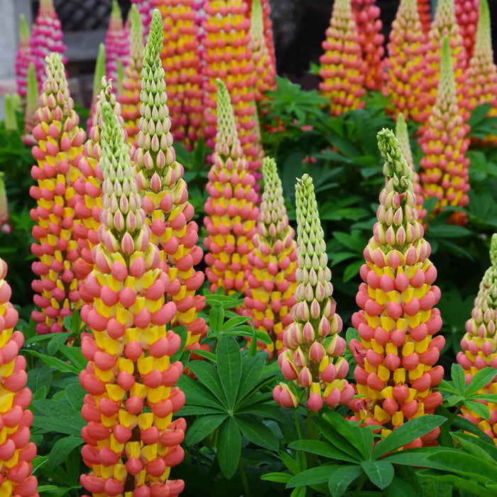 Bulbi de Lupine "Apricot", Galben, 2 Bucati