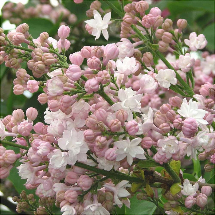Liliac Syringa Vulgaris "Beauty of Moscow" la Ghiveci 1 Bucata