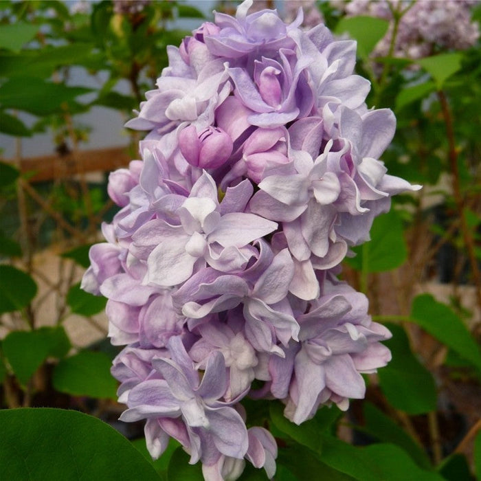 Liliac Syringa Vulgaris "Katherine Havemeyer", la Ghiveci 1 Bucata