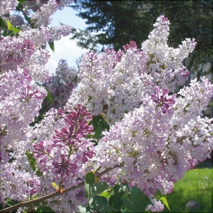 Liliac Syringa Vulgaris "Krasavica", la Ghiveci 1 Bucata