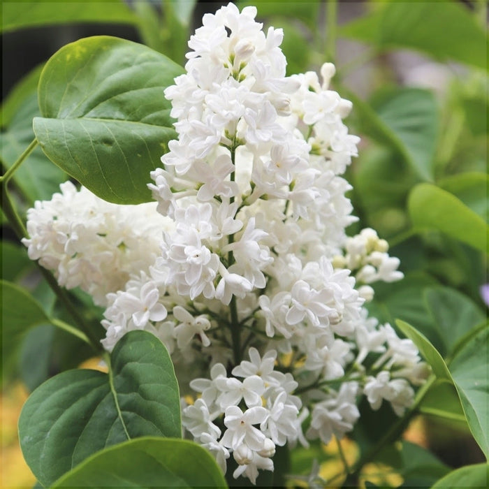 Liliac Syringa Vulgaris "Madame Lemoine", la Ghiveci 1 Bucata