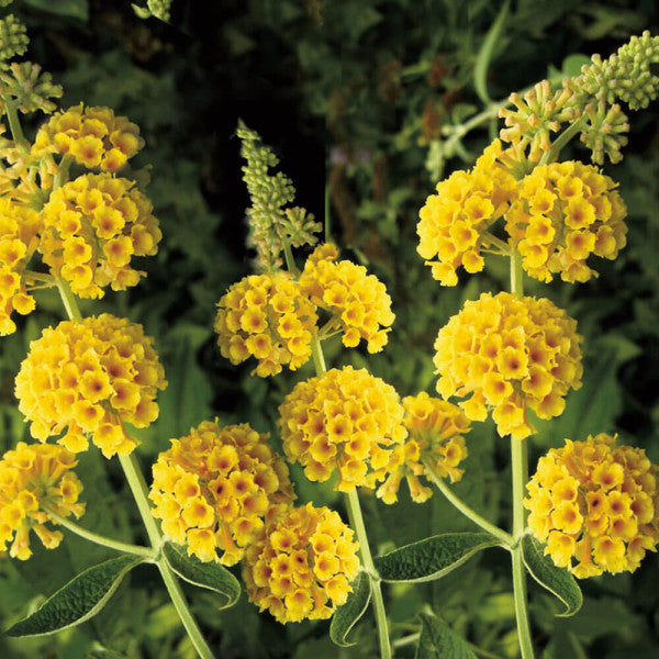 Buddleja Liliac de Vara Galben 80- 100 cm , ghiveci de 10 litri