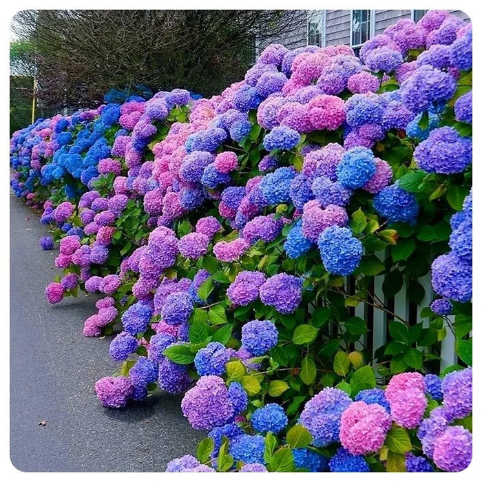 Hortensia "Lillac Breeze", la ghiveci 3 l