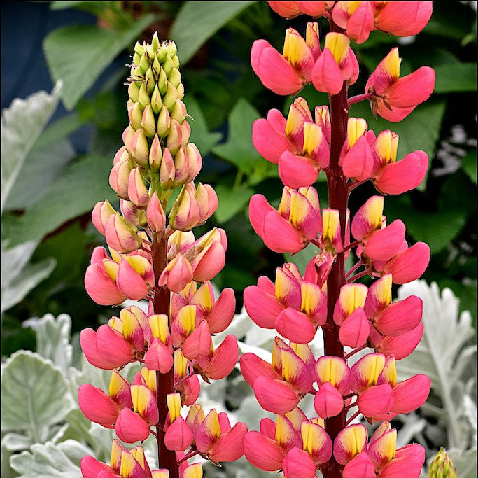 Bulbi de Lupine "Salmon", Rosu, 2 Bucati