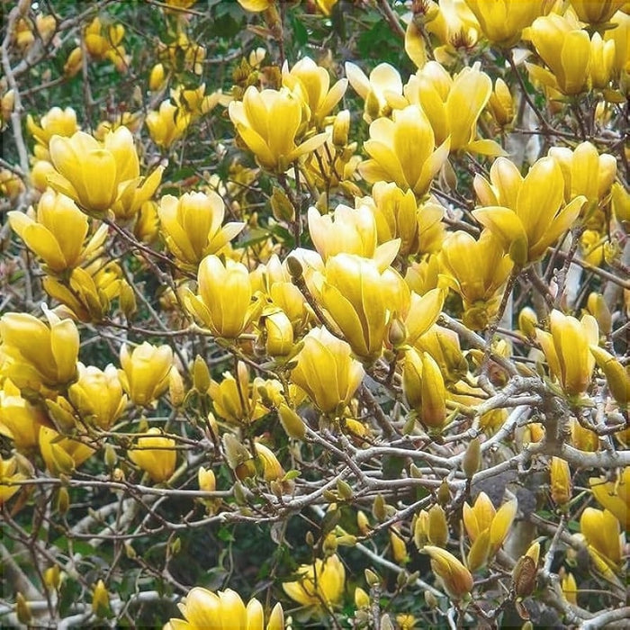 Magnolia Galbena, la ghiveci 130-150 cm