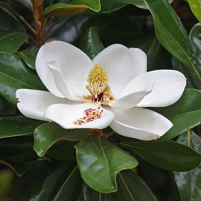 Magnolia Grandiflora, la ghiveci de 2L