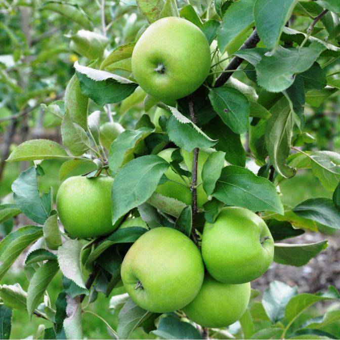 Mar "Granny Smith", Anul 2, 1 Bucata