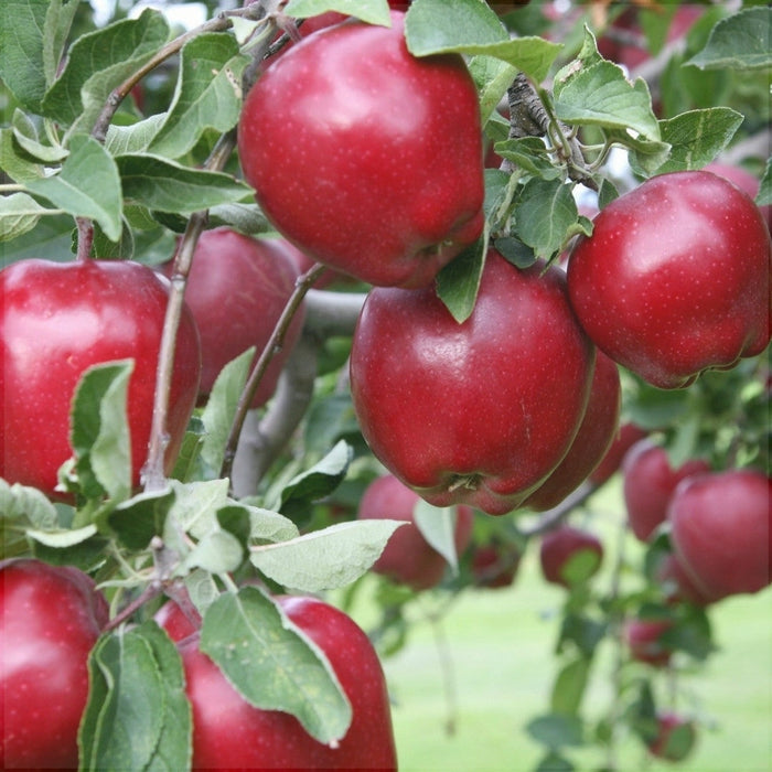 Mar "Red Delicious", Anul 2, 1 Bucata