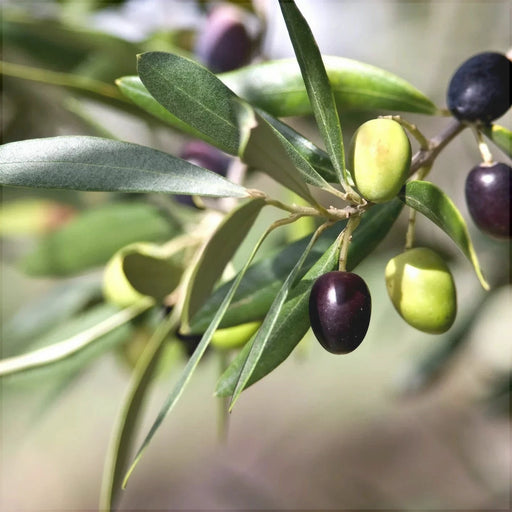 Maslin "Olea Europaea", la Ghiveci de 3L, 1 Bucata
