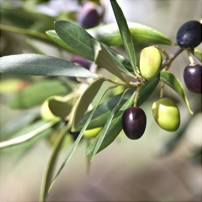 Maslin "Olea Europaea", la Ghiveci de 3L, 1 Bucata