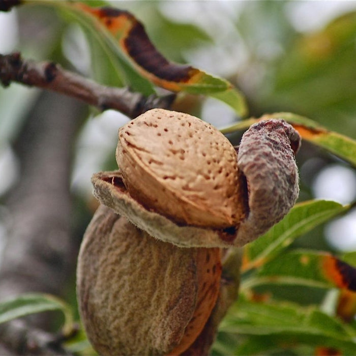 Migdal "Sweet Core", Anul 2, 1 Bucata