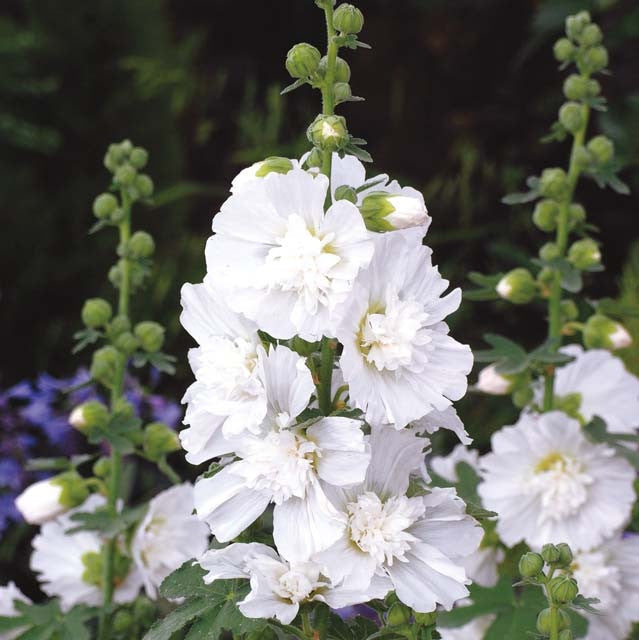 Nalba de Gradina "Alcea Rosea", Alb, la Ghiveci de 3L, 1 Bucata