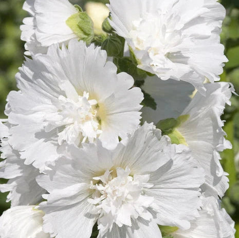 Nalba de Gradina "Alcea Rosea", Alb