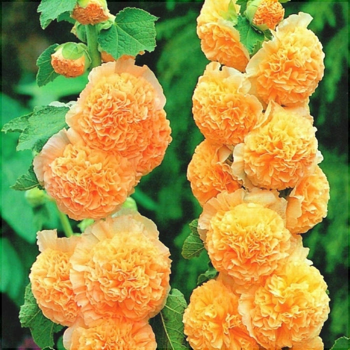 Nalba de Gradina "Alcea Rosea", Portocaliu, la Ghiveci de 3L, 1 Bucata