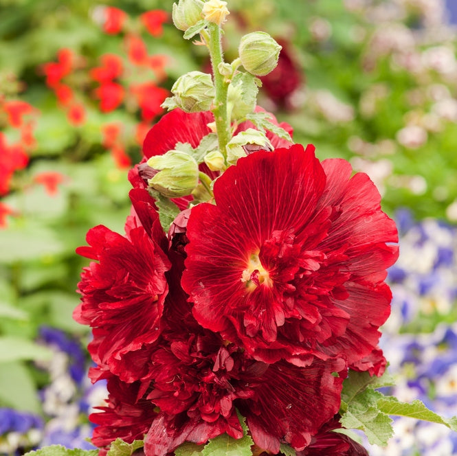 Nalba de Gradina "Alcea Rosea", Rosu, la Ghiveci de 3L, 1 Bucata