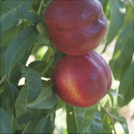 Nectarin "Sweet Scarlet", Anul 2, 1 Bucata