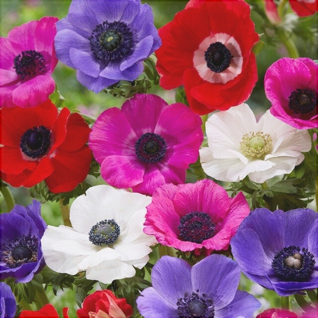 Pachet Promotional Bulbi de Anemone Mixt, 15 Bucati