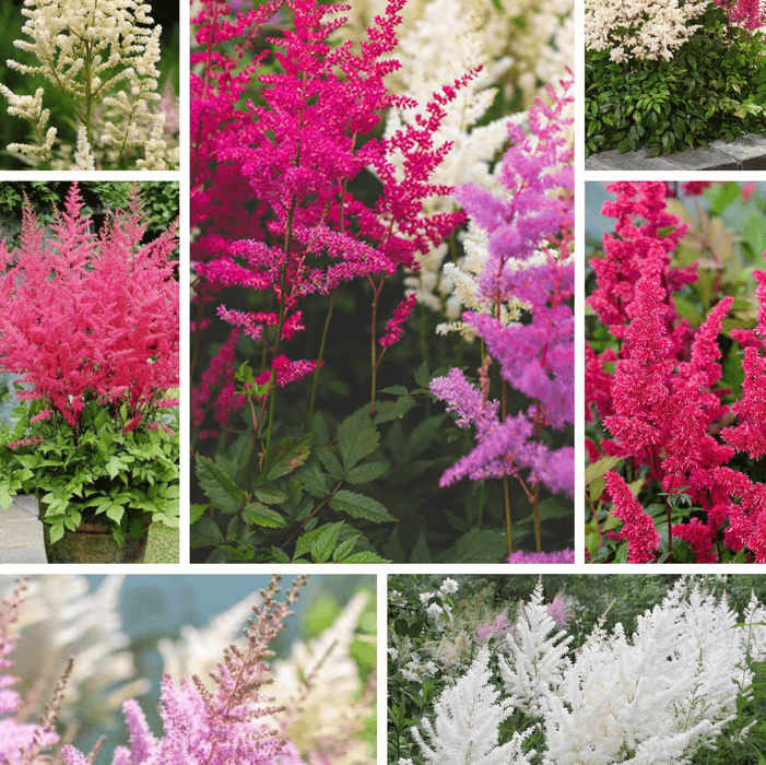 Pachet Promotional Bulbi de Astilbe Mixt, 10 Bucati