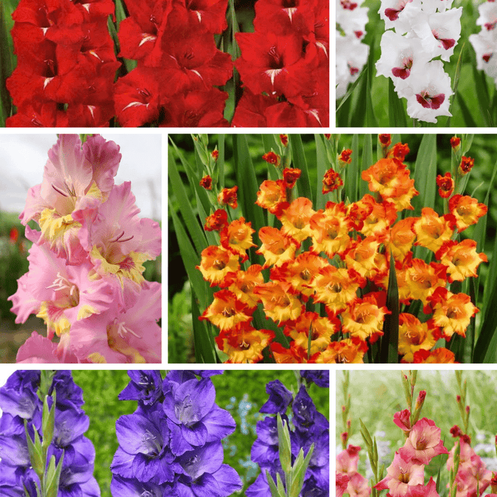 Pachet Promotional Bulbi de Gladiole Mixt, 20 Bucati