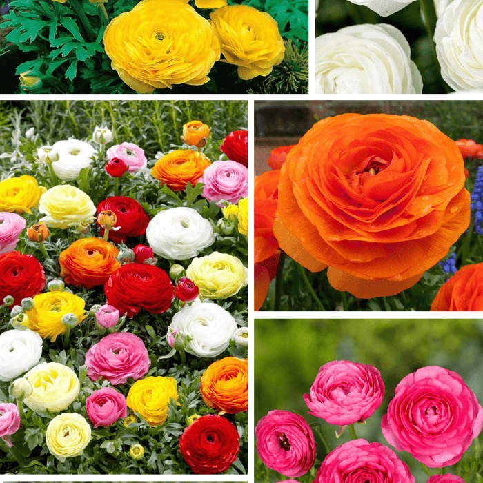 Pachet Promotional Bulbi de Ranunculus Mixt, 20 Bucati