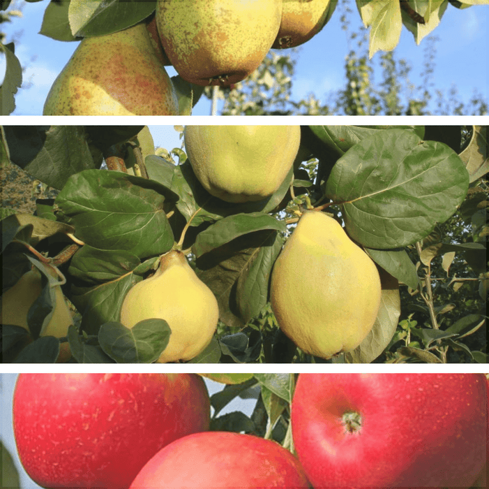 Pachet Promotional Pomi Fructiferi Mixt, Soi Tarziu, Anul 2, 3 Bucati