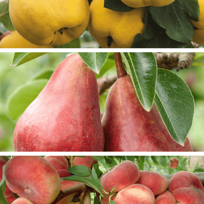 Pachet Promotional Pomi Fructiferi Mixt, Soi Tomnatic, Soi Tarziu, Soi Varatic, Anul 2, 3 Bucati
