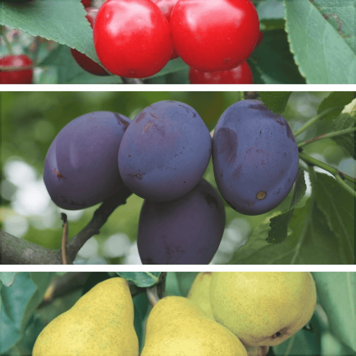 Pachet Promotional Pomi Fructiferi Mixt, Soi Varatic, Anul 2, 3 Bucati