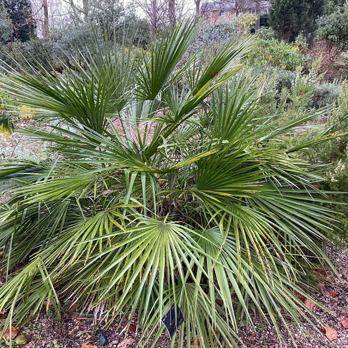 Palmier "Chamaerops Humilis", 150 cm , la Ghiveci de 25L, 1 Bucata