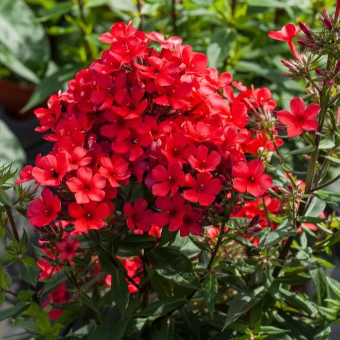 Bulbi de Phlox "Paniculata", Rosu, 1 Bucata