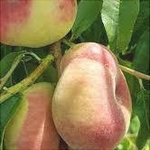 Piersic "Alex", Anul 2, 1 Bucata