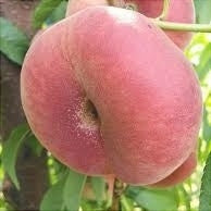 Piersic "Alex", Anul 2, 1 Bucata