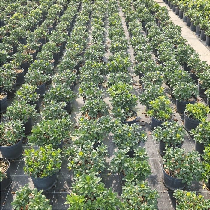 Pittosporum Tobira Nanum , ghiveci de 6 litri