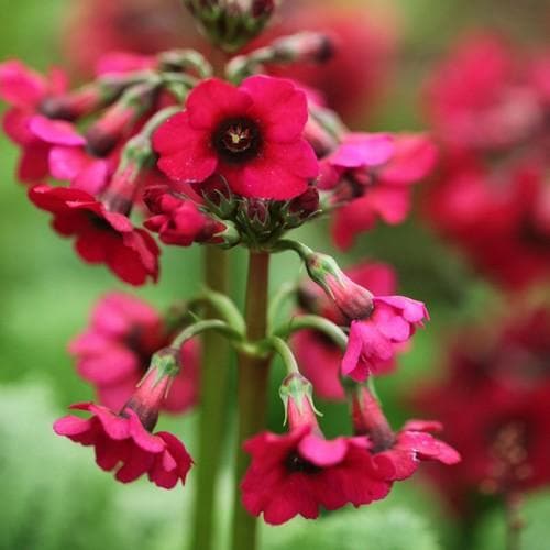 Primula ''Miller's Crimson''