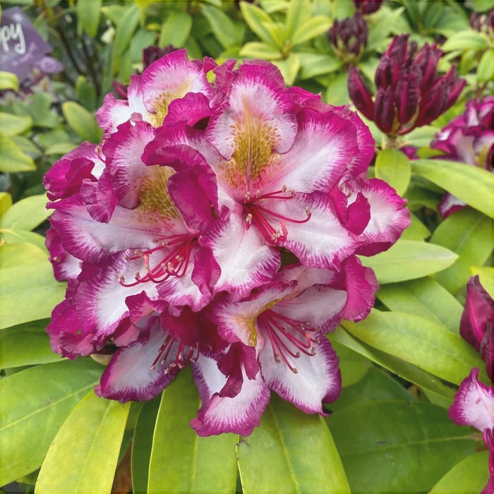 Rhododendron "Pushy Purple",la Ghiveci P9