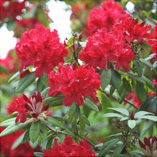 Rhododendron "Red Jack",la Ghiveci P9