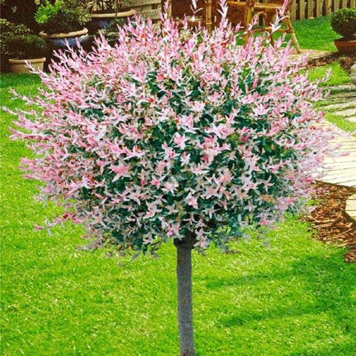 Salix Integra Hakuro-Nishiki la Ghiveci de 6 litri,200 cm 1 Bucata