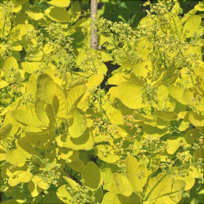 Scumpie "Arbore de Fum "Cotinus Coggygria Golden Lady, 1 Bucata
