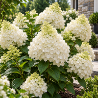 Hortensia Arbustiva Paniculata "Silver Dollar"