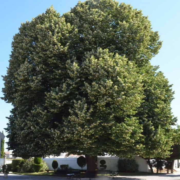 Tei Argintiu la Ghiveci de 5 litri,150 cm, 1 Bucata