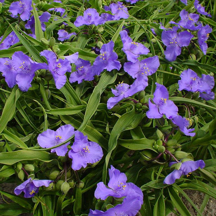 Telegraf "Tradescantia Barbel"