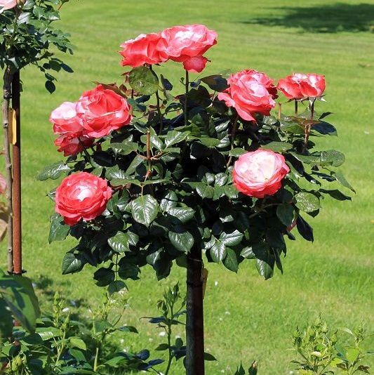 Trandafir Copac "Best Impression" Nostalgie Rosen, la Ghiveci 12L, Anul 6, 1 Bucata