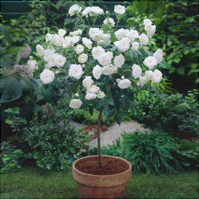 Trandafir Copac "Tranquillity Ausnoble" David Austin, la Ghiveci 12L, Anul 6, 1 Bucata