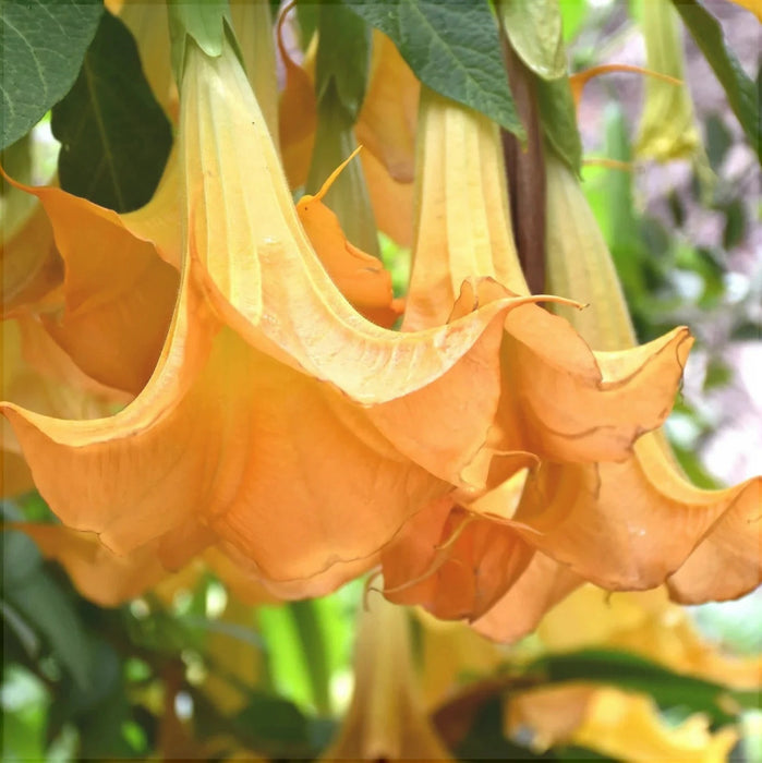 Trompeta Ingerilor "Brugmansia", Portocaliu, la Ghiveci de 3L, 1 Bucata