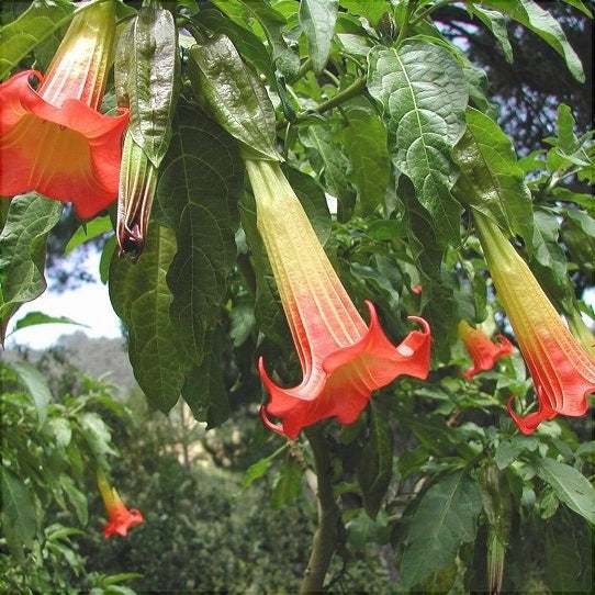 Trompeta Ingerilor "Brugmansia", Rosu, la Ghiveci de 3L, 1 Bucata