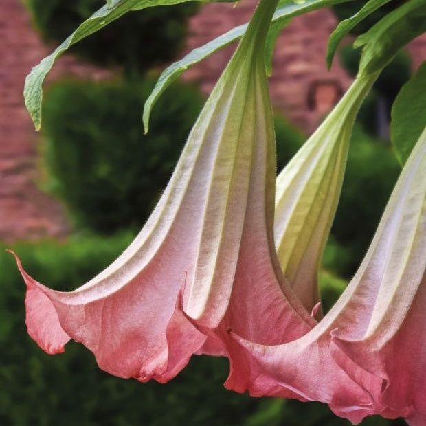 Trompeta Ingerilor "Brugmansia", Roz, la Ghiveci de 3L, 1 Bucata