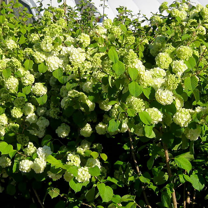 Viburnum "Magical Spring Glory", 100 - 120 cm (Bulgarele de Zapada)