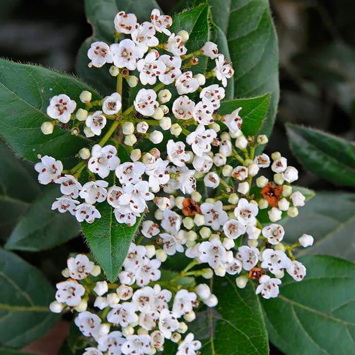 Viburnum 'Tinus'(Bulgarele de Zapada)
