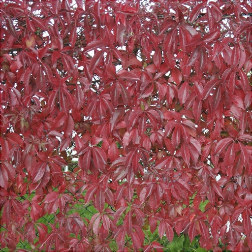 Vita de Canada (Parthenocissus quinquefolia), 1 Bucata