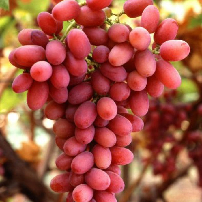 Vita de Vie de Masa "Crimson Seedless", la Ghiveci
